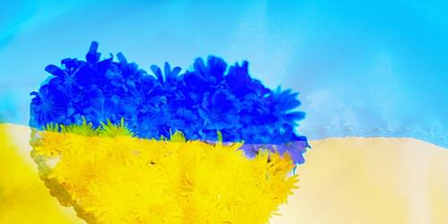 Hand holdng heart made of flowers in the colour of the Ukraine flag